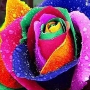 Meet your Posher, Bernice